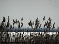 Imagine atasata: Bega - 2015.01.17 - 099.jpg